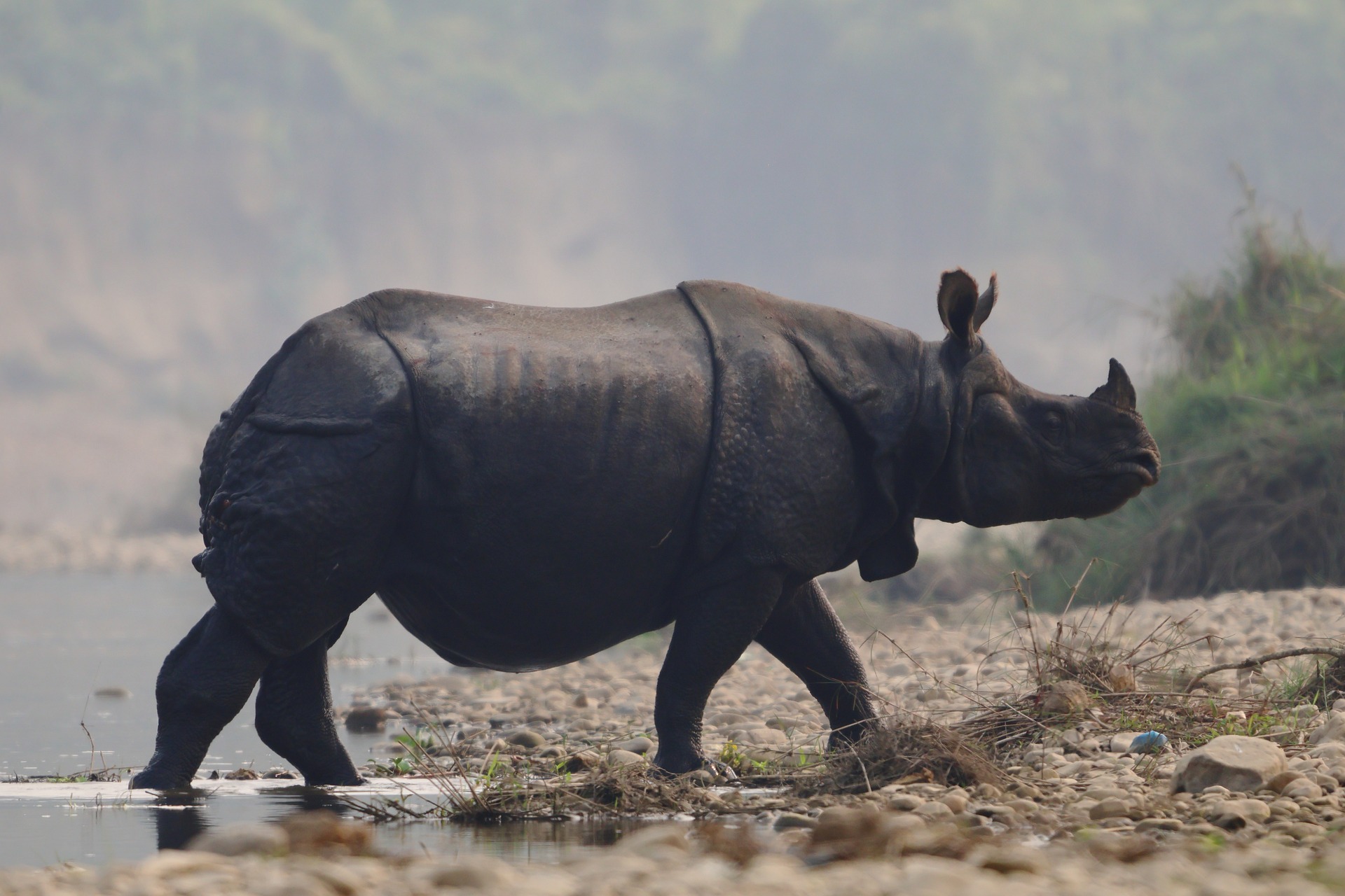 Chitwan